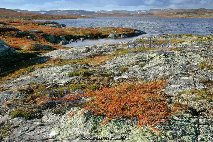 : Autumn tundra - lake and colourful dwarf birch shrubbery : Autumn tundra - lake and colourful dwarf birch shrubbery