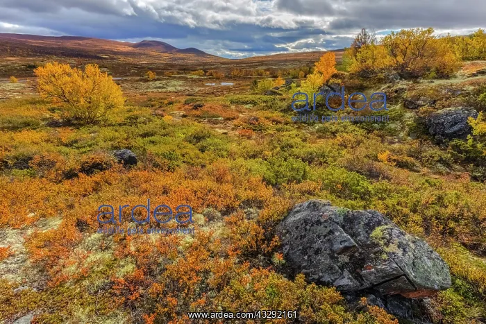 : Autumn tundra - mountain landscape with colourful autumn tun : Autumn tundra - mountain landscape with colourful autumn tun