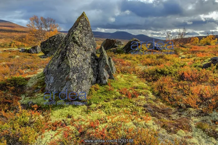  : Autumn tundra - mountain landscape with distinctive rocks si