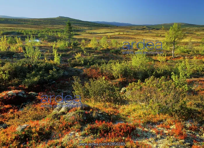 : Autumn tundra - mountain scenery with colourful : Autumn tundra - mountain scenery with colourful
