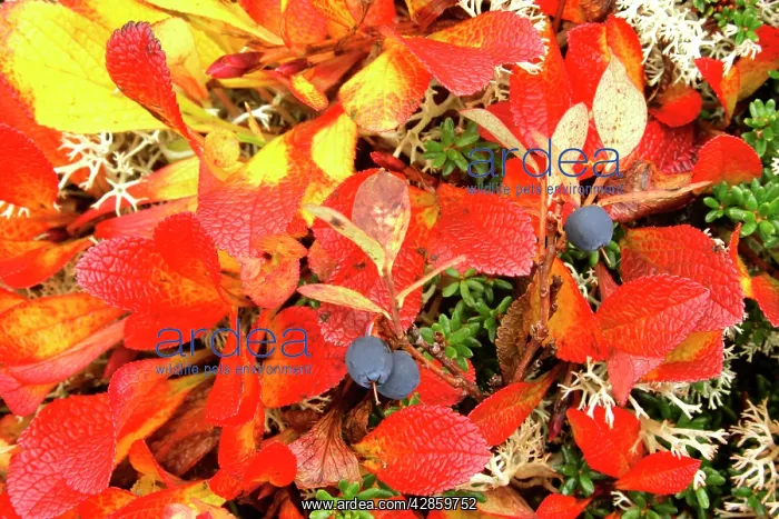  : Autumn tundra - ripe blueberries with brightly