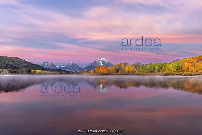: Autumn view of Mount Moran and Snake River, Grand : Autumn view of Mount Moran and Snake River, Grand