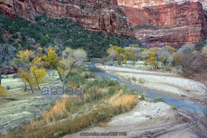 : Autumn along the Virgin River (North Fork), with cottonwoods : Autumn along the Virgin River (North Fork), with cottonwoods