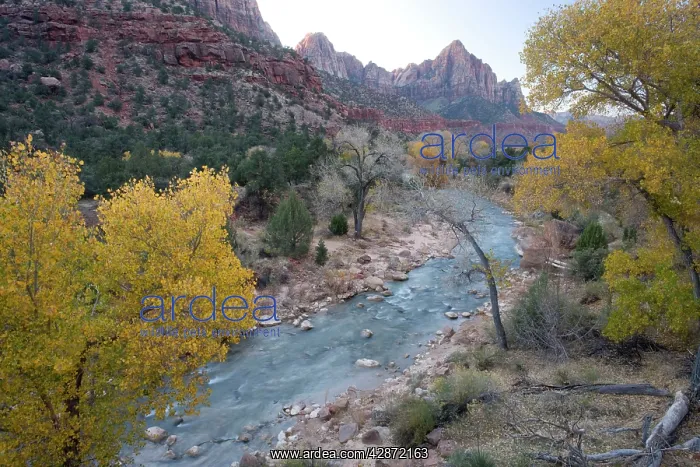 : Autumn along the Virgin River (North Fork), with cottonwoods : Autumn along the Virgin River (North Fork), with cottonwoods