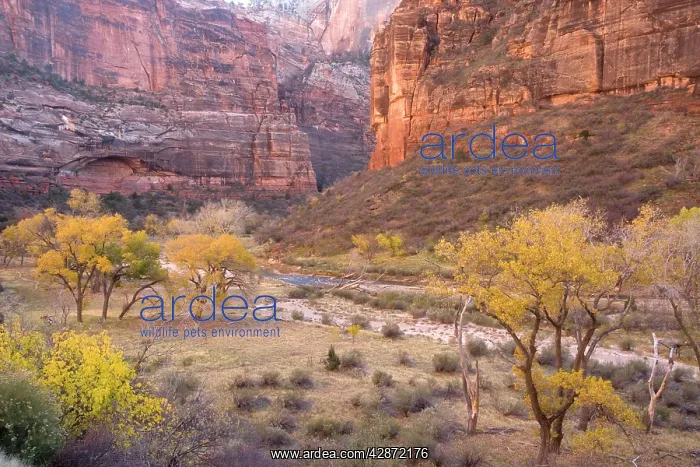 : Autumn along the Virgin River (North Fork), with cottonwoods : Autumn along the Virgin River (North Fork), with cottonwoods