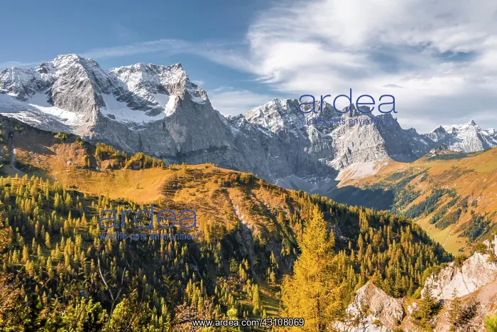 : Autumn, yellow larches in front of mountains, peaks : Autumn, yellow larches in front of mountains, peaks