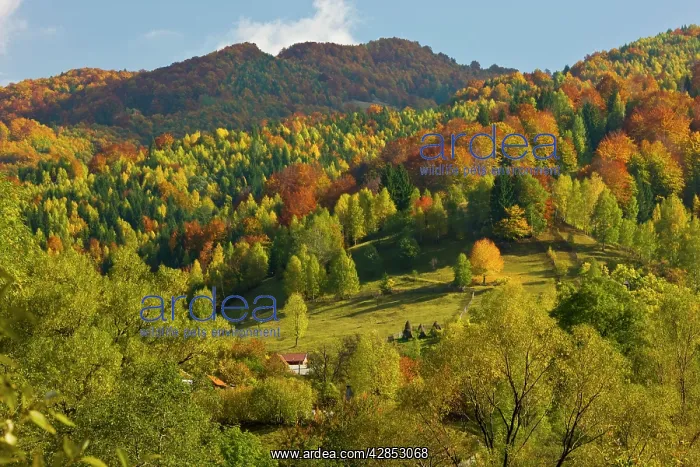 : Autumn in the Zsil valley, above Petrosani : Autumn in the Zsil valley, above Petrosani