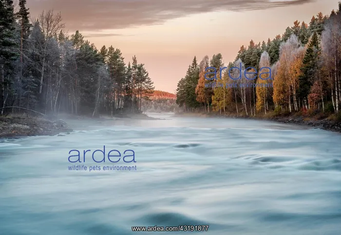 : Autumnal atmosphere on the river in the evening : Autumnal atmosphere on the river in the evening