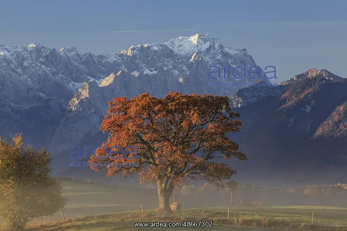: Autumnal coloured tree in front of mountain landscape : Autumnal coloured tree in front of mountain landscape