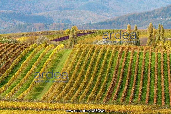 : Autumnal coloured vineyards, Ilbesheim, Southern : Autumnal coloured vineyards, Ilbesheim, Southern