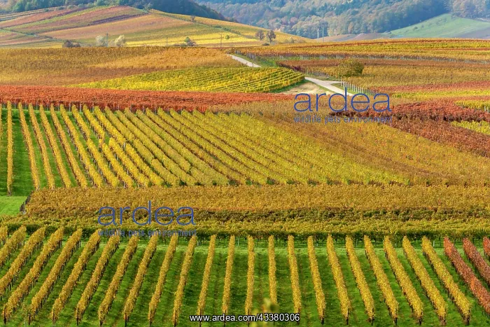 : Autumnal coloured vineyards, Ilbesheim, Southern : Autumnal coloured vineyards, Ilbesheim, Southern