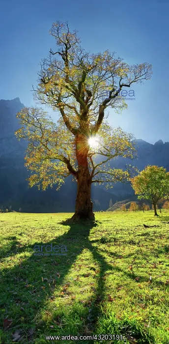 : Autumnal colourful gnarled maple tree in low sun : Autumnal colourful gnarled maple tree in low sun
