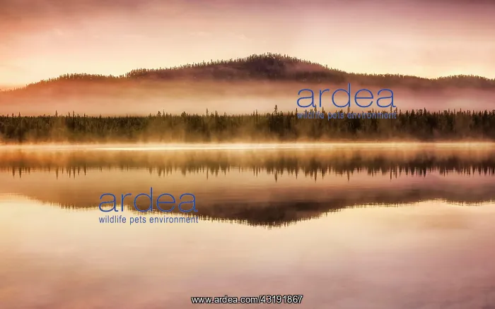 : Autumnal fog atmosphere on the lake shore in the : Autumnal fog atmosphere on the lake shore in the