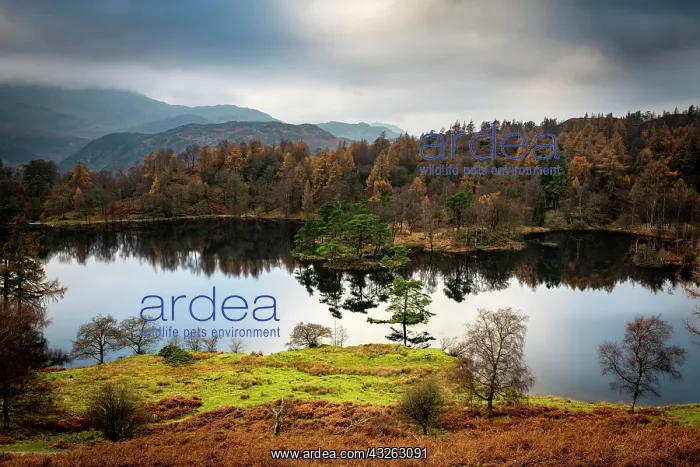 : Autumnal forest landscape with reflection in lake : Autumnal forest landscape with reflection in lake