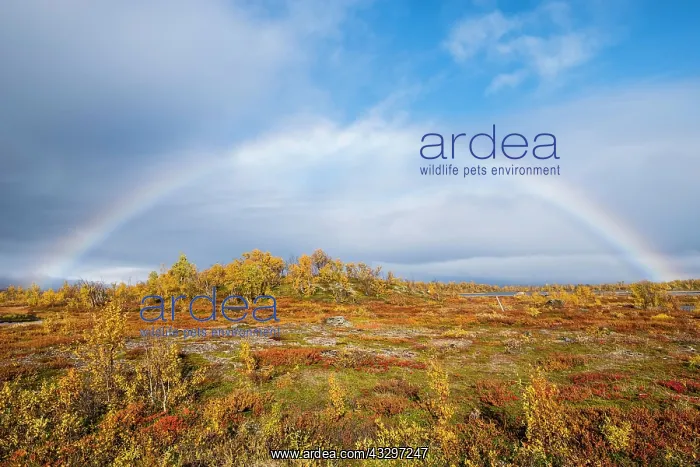 : Autumnal landscape with rainbow, Norrbottens, Norrbottens : Autumnal landscape with rainbow, Norrbottens, Norrbottens