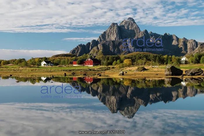 : Autumnal landscape, water reflection with mountain : Autumnal landscape, water reflection with mountain