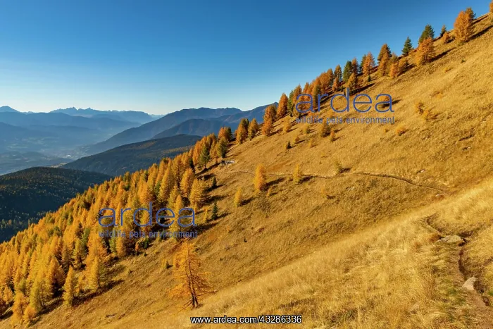 : Autumnal larch forest on a mountain slope against : Autumnal larch forest on a mountain slope against