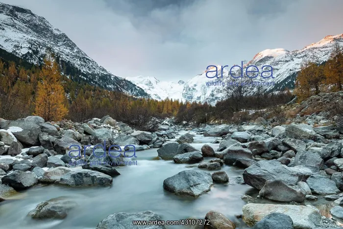 : Autumnal larch forest and stream in the valley of : Autumnal larch forest and stream in the valley of