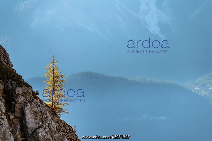 : Autumnal Larch (Larix) on rock face, Ehrwald, Au&, x7e5;rfern : Autumnal Larch (Larix) on rock face, Ehrwald, Au&, x7e5;rfern