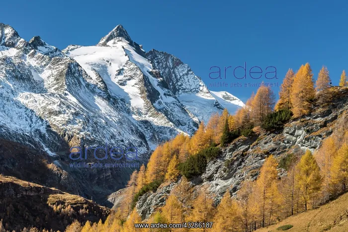 : Autumnal larches in front of snow-covered Gro&, x7e7;lockner : Autumnal larches in front of snow-covered Gro&, x7e7;lockner