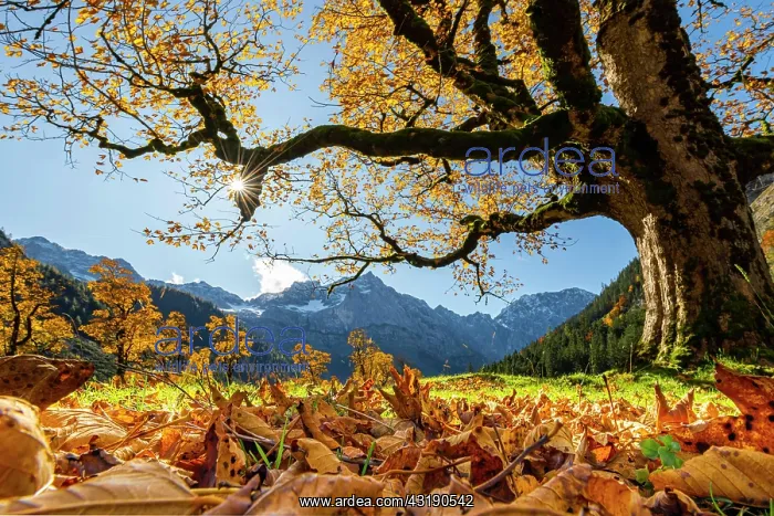  : Autumnal Maple (Acer) in backlight with mountains