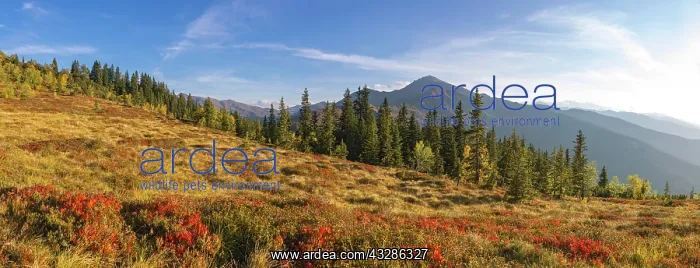 : Autumnal mountain landscape with dwarf shrubs, downy : Autumnal mountain landscape with dwarf shrubs, downy