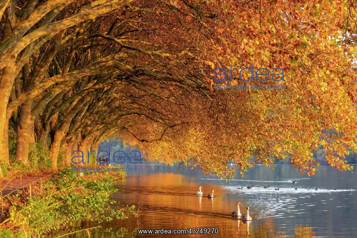  : Autumnal plane tree avenue at Lake Baldeney with