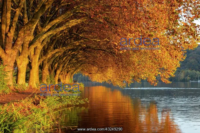  : Autumnal plane tree avenue at Lake Baldeney, Lake