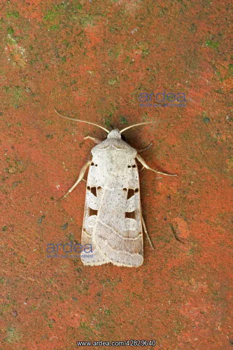 : Autumnal Rustic Moth : Autumnal Rustic Moth