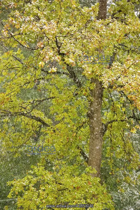 : Autumnal Sessile Oak - in a snow storm : Autumnal Sessile Oak - in a snow storm
