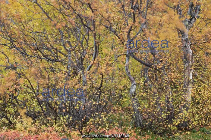 : Autumnal tundra woodland of primarily birch and willow : Autumnal tundra woodland of primarily birch and willow
