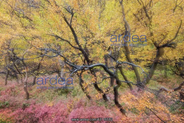 : Autumnal tundra woodland of primarily birch and willow : Autumnal tundra woodland of primarily birch and willow