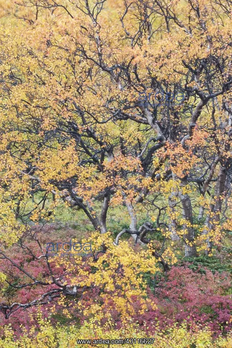 : Autumnal tundra woodland of primarily birch and willow : Autumnal tundra woodland of primarily birch and willow