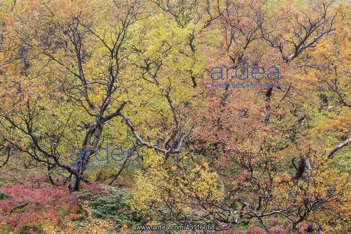  : Autumnal tundra woodland of primarily birch and willow