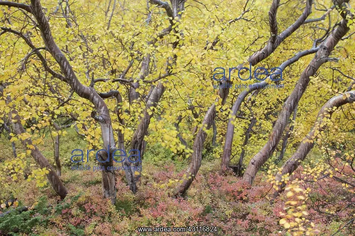: Autumnal tundra woodland of primarily birch and willow : Autumnal tundra woodland of primarily birch and willow