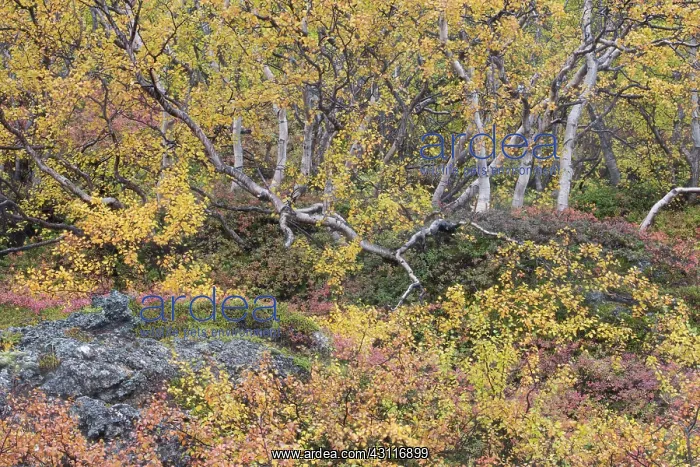 : Autumnal tundra woodland of primarily birch and willow : Autumnal tundra woodland of primarily birch and willow