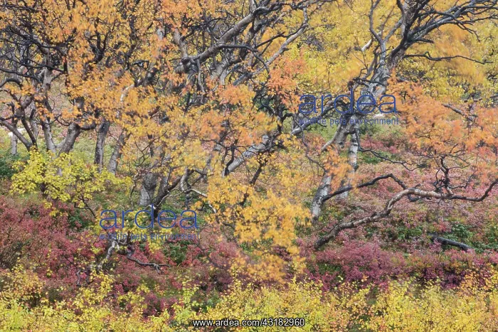 : Autumnal tundra woodland of primarily birch and willow : Autumnal tundra woodland of primarily birch and willow