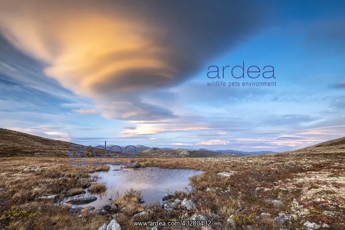 : Autumnal Tundral landscape in Dovrefjell at evening : Autumnal Tundral landscape in Dovrefjell at evening