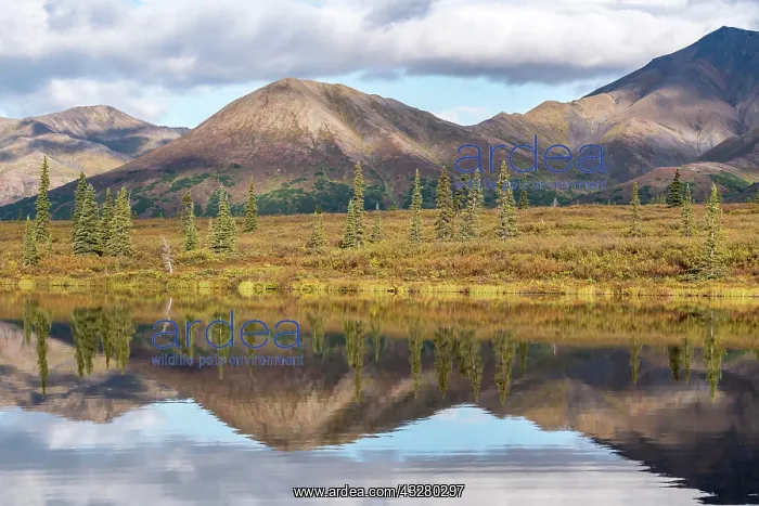 : Autumnal tundral landscape reflected in lake, Alaska : Autumnal tundral landscape reflected in lake, Alaska