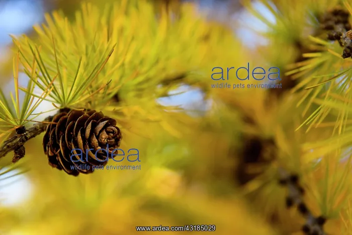 : Autumnal yellow larch (Larix) branch with larch : Autumnal yellow larch (Larix) branch with larch