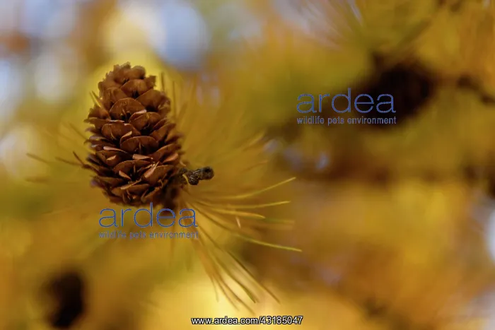 : Autumnal yellow larch (Larix) branch with larch : Autumnal yellow larch (Larix) branch with larch