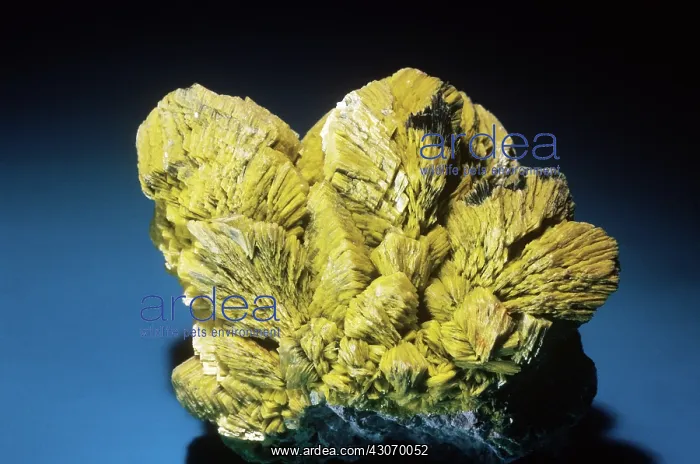 : Autunite from Spokane, Washington : Autunite from Spokane, Washington