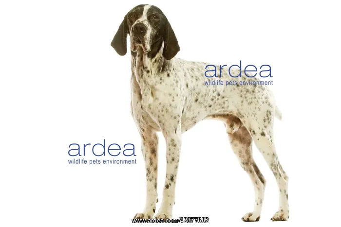 : Auvergne Pointer - in studio : Auvergne Pointer - in studio
