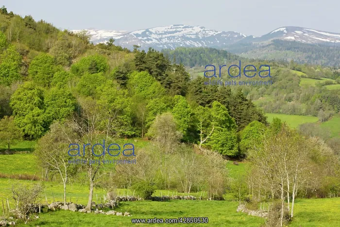 : The Auvergne in spring, looking towards the Monts du Cantal : The Auvergne in spring, looking towards the Monts du Cantal