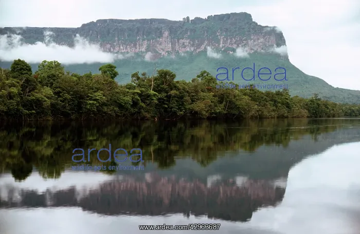 : Auyantepui (Auyantepuy, Devil's Mountain) from Carrao River : Auyantepui (Auyantepuy, Devil's Mountain) from Carrao River