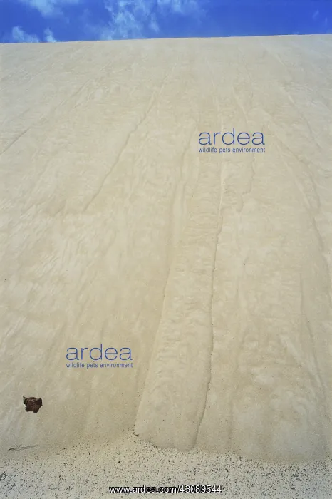 : Avalanche Chutes on Sand : Avalanche Chutes on Sand