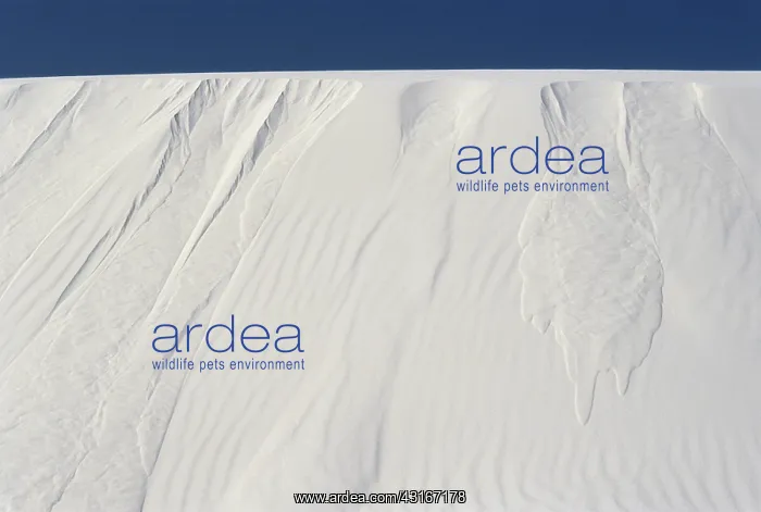 : Avalanche Chutes, White Sands : Avalanche Chutes, White Sands