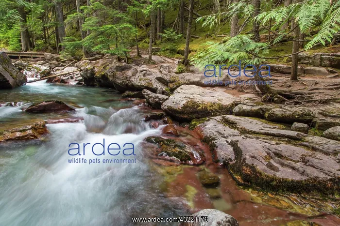: Avalanche Creek in Glacier National Park : Avalanche Creek in Glacier National Park