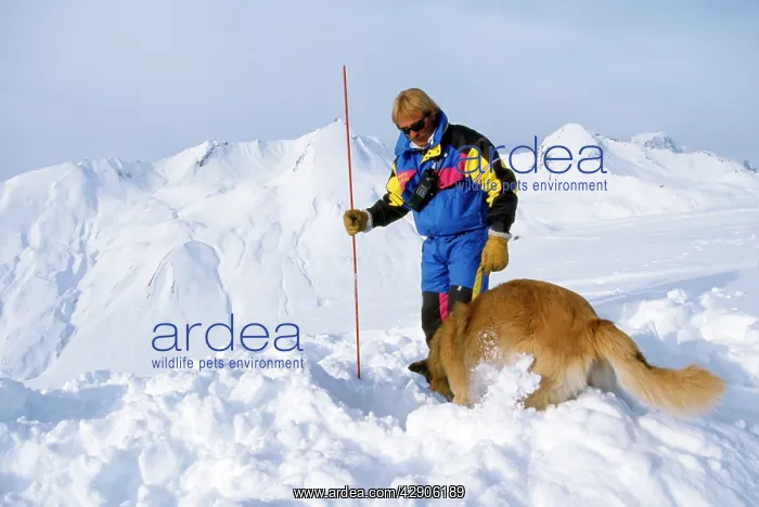 : Avalanche Rescue Dog - with man, digging : Avalanche Rescue Dog - with man, digging