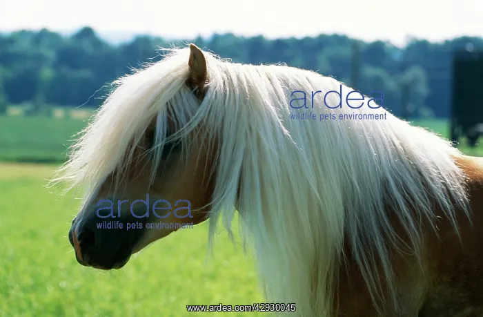 : Avelignese HORSE : Avelignese HORSE